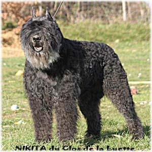 https://images.dog.ceo/breeds/bouvier/n02106382_1893.jpg