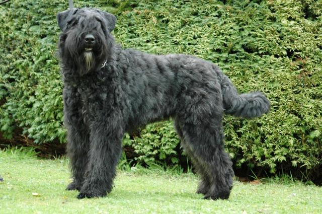 https://images.dog.ceo/breeds/bouvier/n02106382_2012.jpg