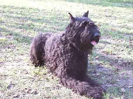 https://images.dog.ceo/breeds/bouvier/n02106382_2083.jpg