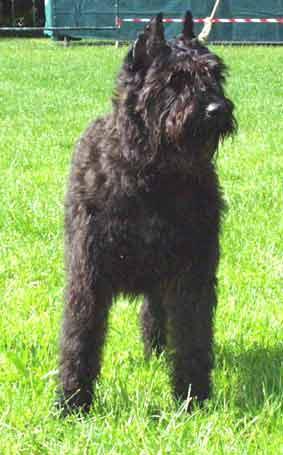 https://images.dog.ceo/breeds/bouvier/n02106382_2105.jpg