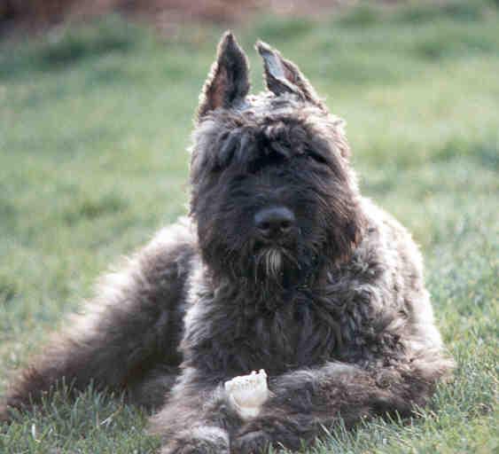 https://images.dog.ceo/breeds/bouvier/n02106382_2195.jpg