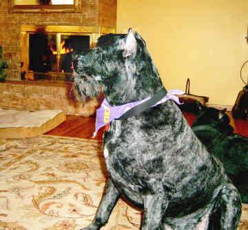 https://images.dog.ceo/breeds/bouvier/n02106382_2322.jpg