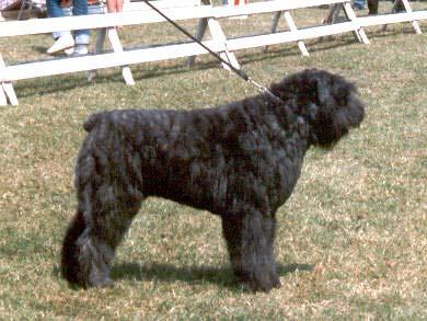 https://images.dog.ceo/breeds/bouvier/n02106382_2365.jpg