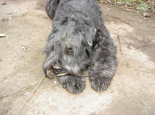 https://images.dog.ceo/breeds/bouvier/n02106382_2370.jpg