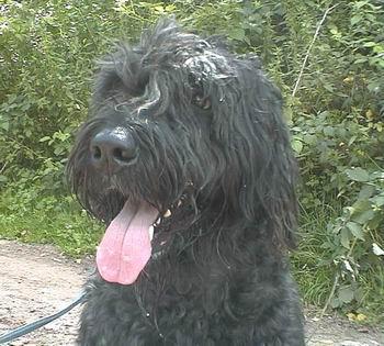 https://images.dog.ceo/breeds/bouvier/n02106382_2401.jpg