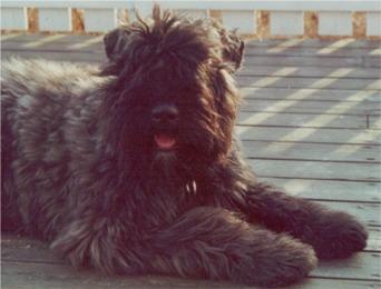 https://images.dog.ceo/breeds/bouvier/n02106382_241.jpg