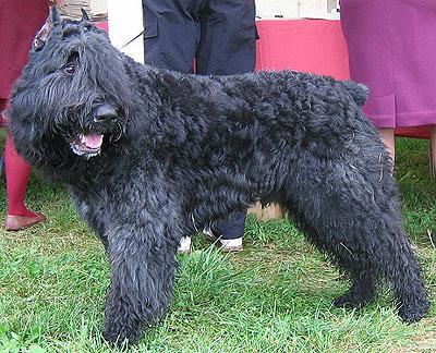 https://images.dog.ceo/breeds/bouvier/n02106382_2417.jpg