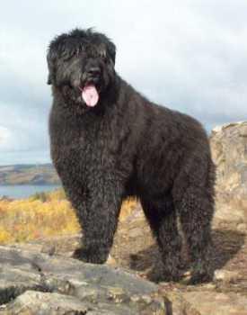 https://images.dog.ceo/breeds/bouvier/n02106382_2456.jpg