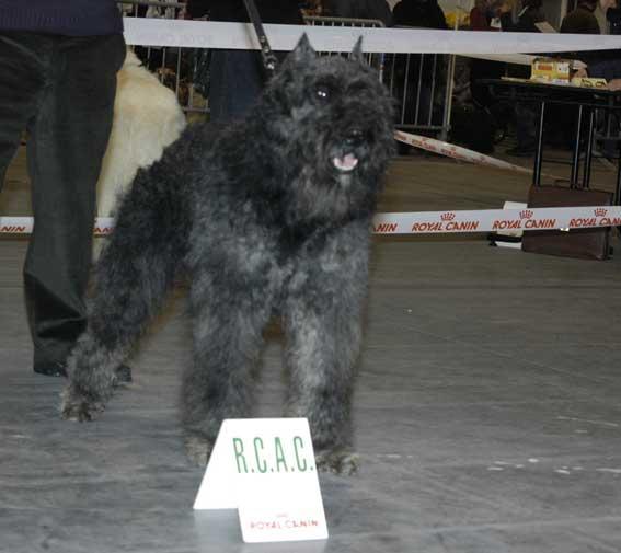 https://images.dog.ceo/breeds/bouvier/n02106382_2543.jpg