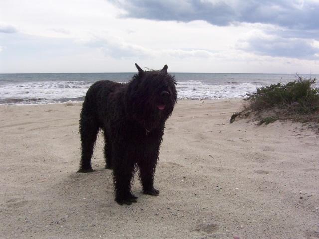 https://images.dog.ceo/breeds/bouvier/n02106382_2715.jpg