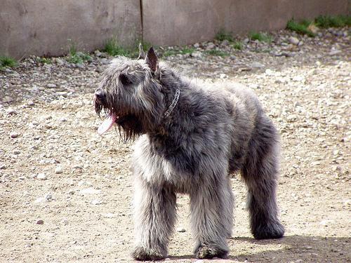 https://images.dog.ceo/breeds/bouvier/n02106382_2763.jpg