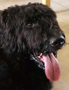 https://images.dog.ceo/breeds/bouvier/n02106382_2922.jpg