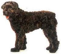 https://images.dog.ceo/breeds/bouvier/n02106382_3095.jpg