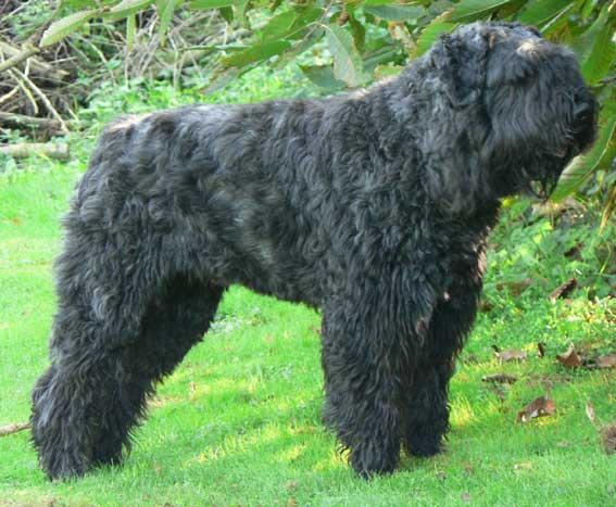 https://images.dog.ceo/breeds/bouvier/n02106382_3124.jpg