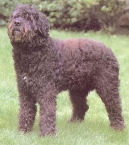 https://images.dog.ceo/breeds/bouvier/n02106382_314.jpg