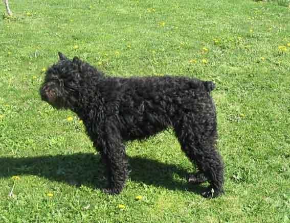 https://images.dog.ceo/breeds/bouvier/n02106382_3571.jpg