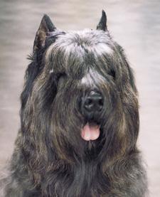 https://images.dog.ceo/breeds/bouvier/n02106382_3692.jpg