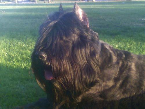 https://images.dog.ceo/breeds/bouvier/n02106382_3704.jpg