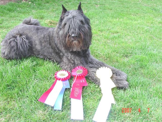 https://images.dog.ceo/breeds/bouvier/n02106382_3756.jpg