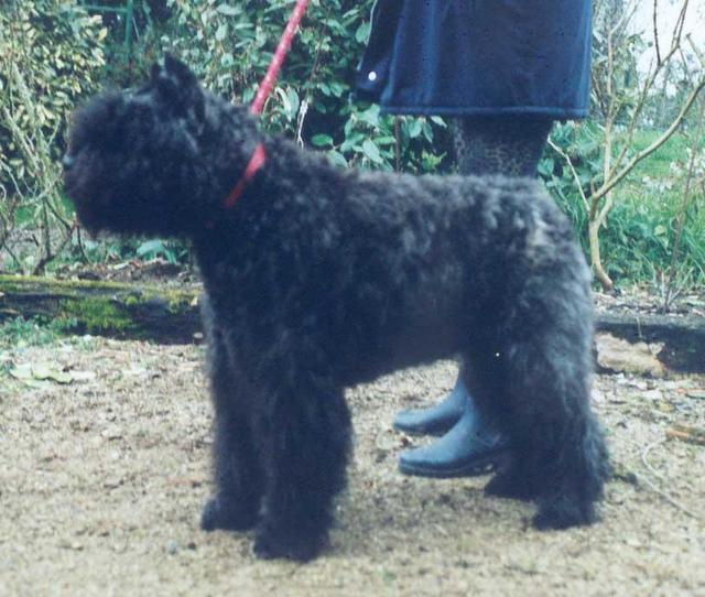 https://images.dog.ceo/breeds/bouvier/n02106382_3770.jpg