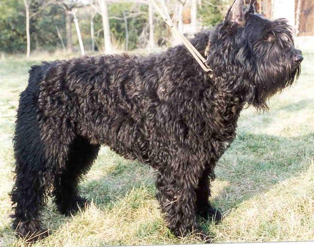 https://images.dog.ceo/breeds/bouvier/n02106382_3840.jpg