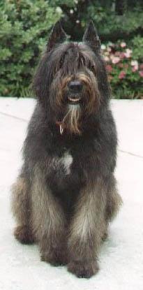 https://images.dog.ceo/breeds/bouvier/n02106382_4034.jpg