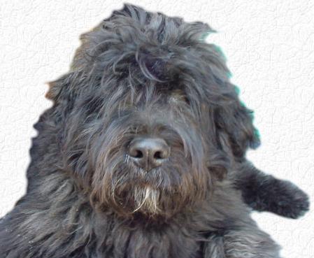 https://images.dog.ceo/breeds/bouvier/n02106382_4177.jpg