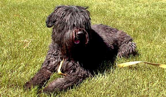 https://images.dog.ceo/breeds/bouvier/n02106382_4243.jpg