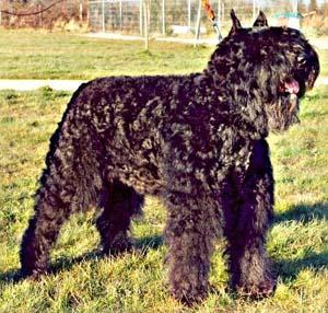 https://images.dog.ceo/breeds/bouvier/n02106382_4247.jpg