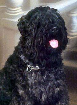 https://images.dog.ceo/breeds/bouvier/n02106382_4421.jpg