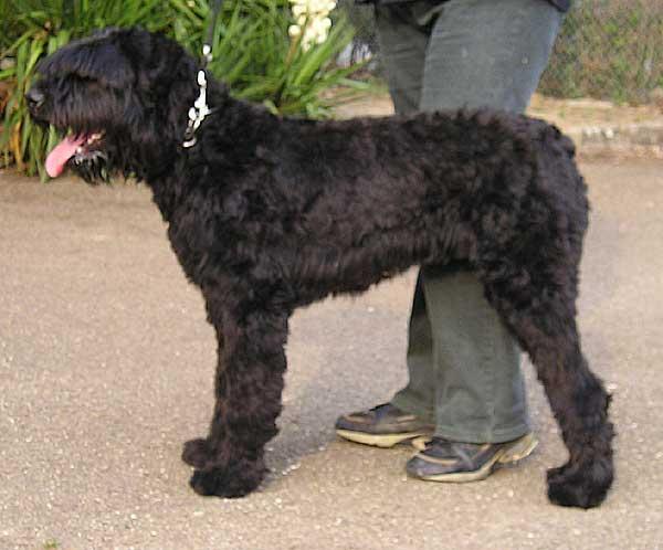 https://images.dog.ceo/breeds/bouvier/n02106382_4532.jpg