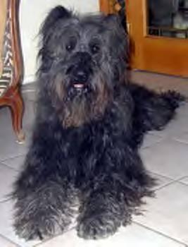 https://images.dog.ceo/breeds/bouvier/n02106382_4551.jpg