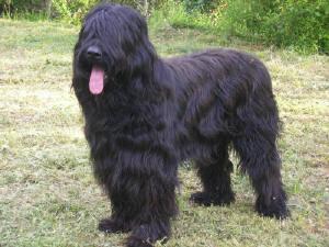 https://images.dog.ceo/breeds/bouvier/n02106382_4568.jpg