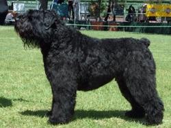 https://images.dog.ceo/breeds/bouvier/n02106382_4629.jpg