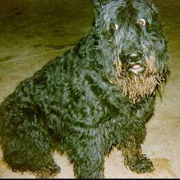 https://images.dog.ceo/breeds/bouvier/n02106382_4671.jpg