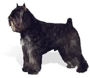 https://images.dog.ceo/breeds/bouvier/n02106382_469.jpg