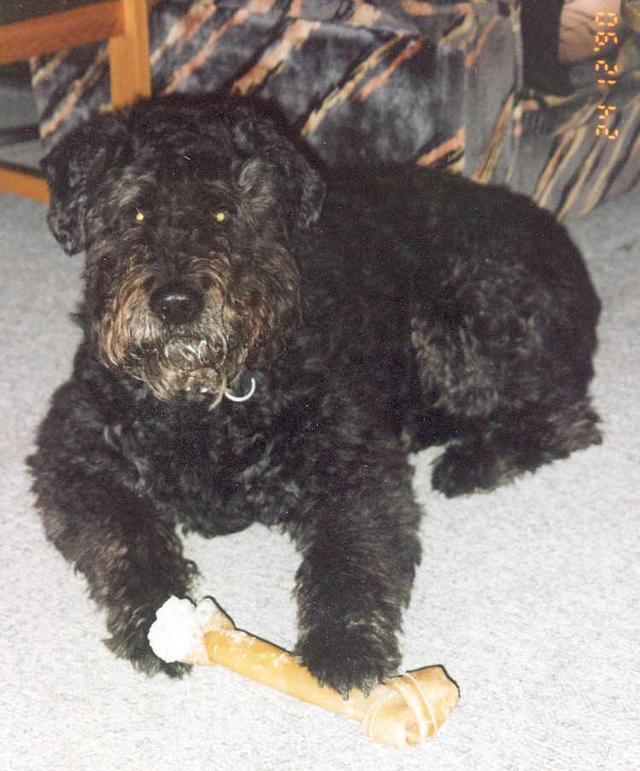 https://images.dog.ceo/breeds/bouvier/n02106382_4760.jpg