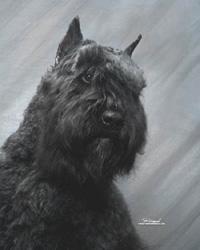 https://images.dog.ceo/breeds/bouvier/n02106382_4789.jpg