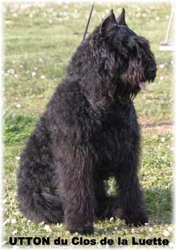 https://images.dog.ceo/breeds/bouvier/n02106382_501.jpg