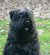 https://images.dog.ceo/breeds/bouvier/n02106382_590.jpg