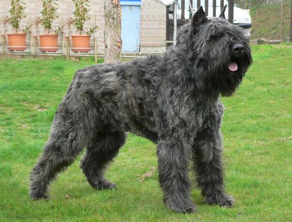 https://images.dog.ceo/breeds/bouvier/n02106382_611.jpg