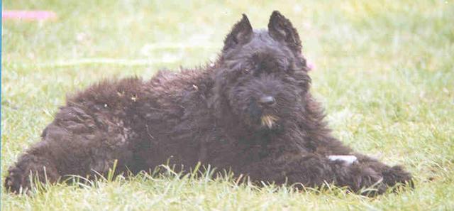 https://images.dog.ceo/breeds/bouvier/n02106382_653.jpg