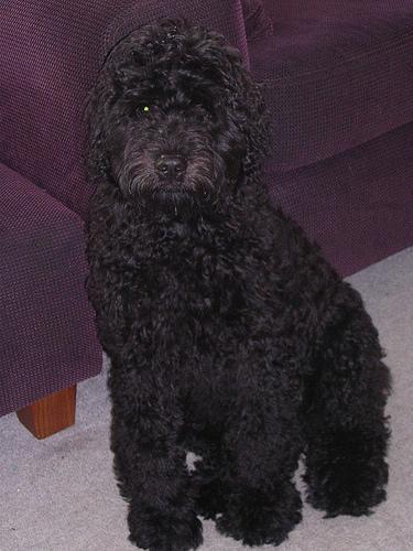 https://images.dog.ceo/breeds/bouvier/n02106382_704.jpg