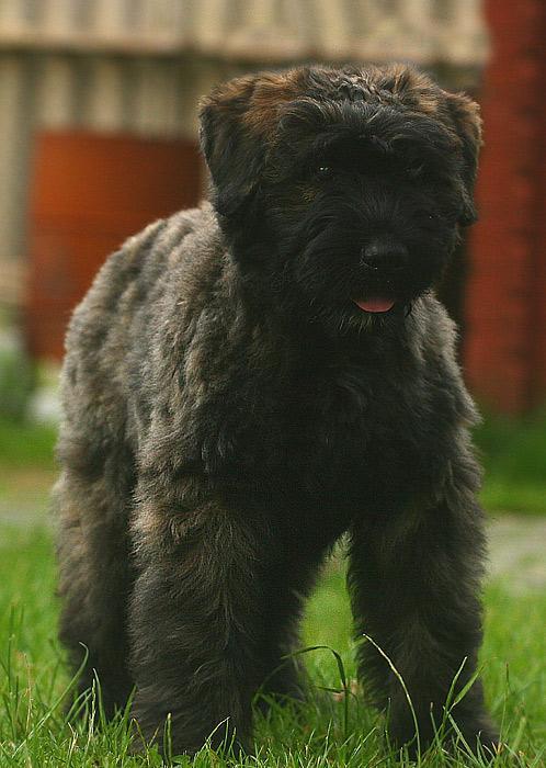 https://images.dog.ceo/breeds/bouvier/n02106382_709.jpg