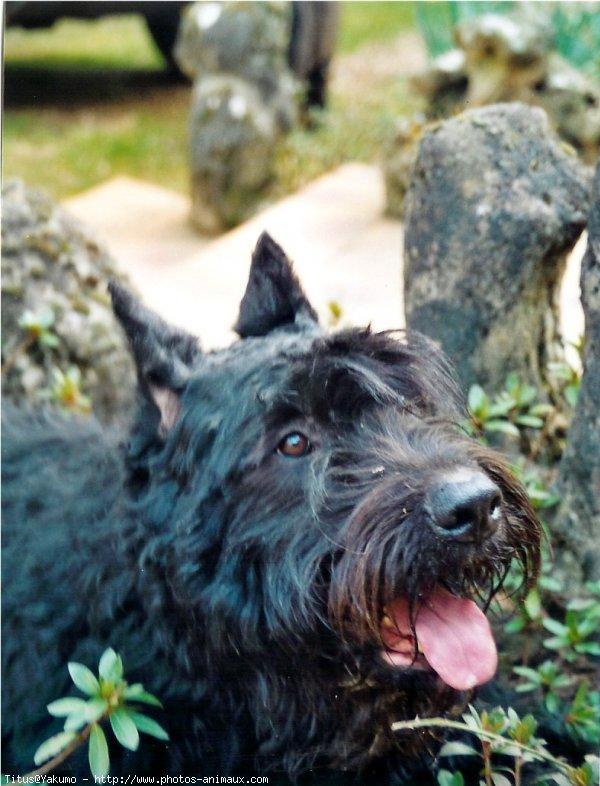 https://images.dog.ceo/breeds/bouvier/n02106382_742.jpg