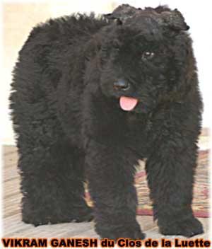 https://images.dog.ceo/breeds/bouvier/n02106382_748.jpg