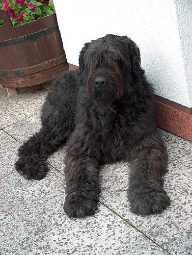 https://images.dog.ceo/breeds/bouvier/n02106382_788.jpg