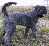 https://images.dog.ceo/breeds/bouvier/n02106382_829.jpg