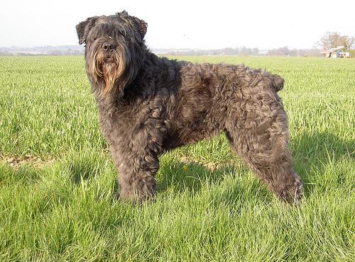 https://images.dog.ceo/breeds/bouvier/n02106382_834.jpg