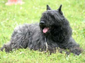 https://images.dog.ceo/breeds/bouvier/n02106382_855.jpg